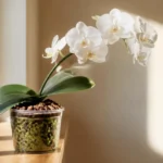 Orchid care for beginners — healthy white Phalaenopsis orchid in a clear plastic pot on an east-facing windowsill with bright indirect light
