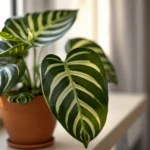 Philodendron Birkin care — healthy specimen with bold white pinstripe variegation on dark green leaves in bright indirect light from an east-facing window