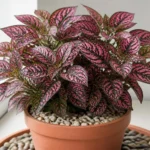 Polka dot plant care guide — vibrant pink Hypoestes phyllostachya in a terracotta pot with vivid spotted foliage