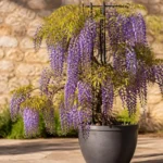 Wisteria frutescens container care — American wisteria with purple flower racemes cascading from a large ceramic pot on a sunny patio