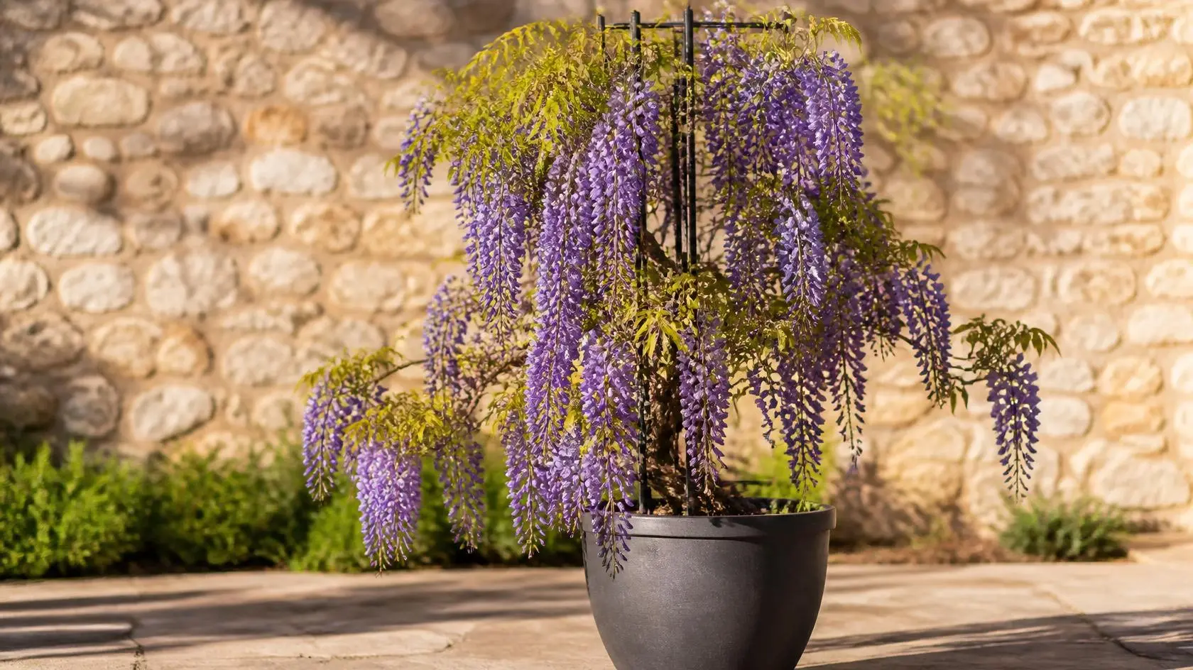 Wisteria frutescens container care — American wisteria with purple flower racemes cascading from a large ceramic pot on a sunny patio