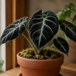 Alocasia Black Velvet care guide showing dark velvety leaves in bright indirect light