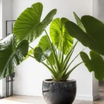 Alocasia macrorrhizos care guide showing giant arrow-shaped leaves and thick stems in a large indoor container