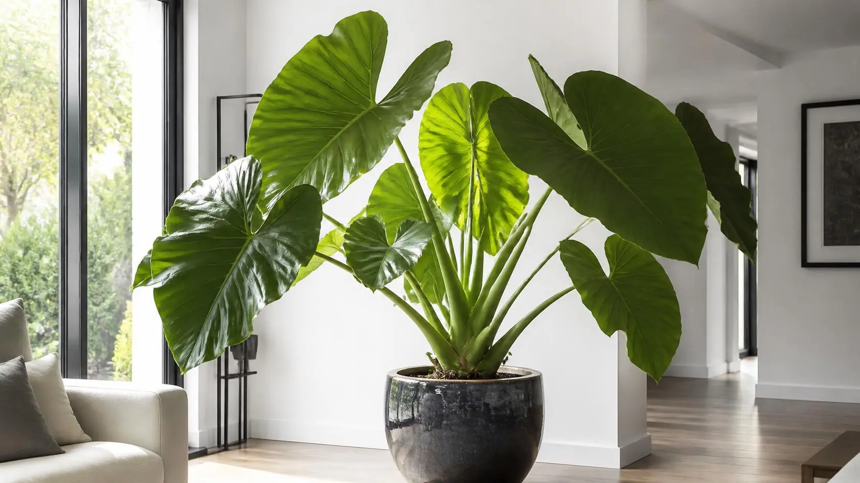 Alocasia macrorrhizos care guide showing giant arrow-shaped leaves and thick stems in a large indoor container