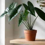Alocasia zebrina care guide showing zebra-striped petioles and glossy green arrow-shaped leaves in a modern indoor pot