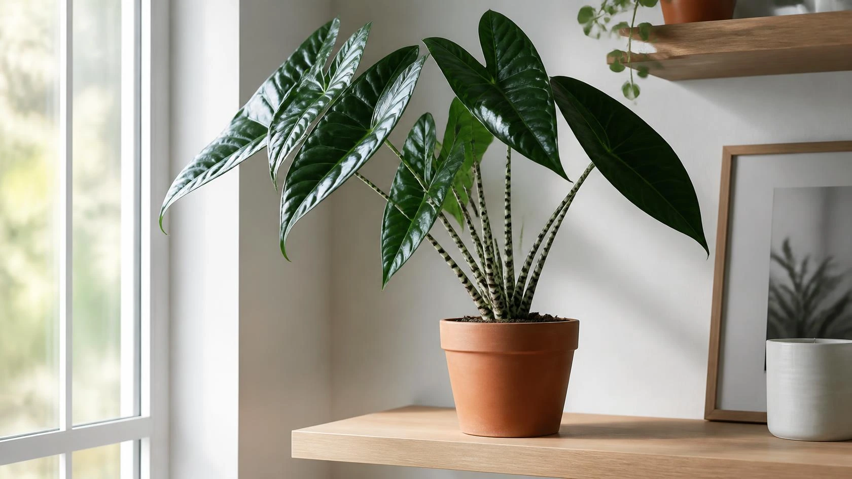 Alocasia zebrina care guide showing zebra-striped petioles and glossy green arrow-shaped leaves in a modern indoor pot