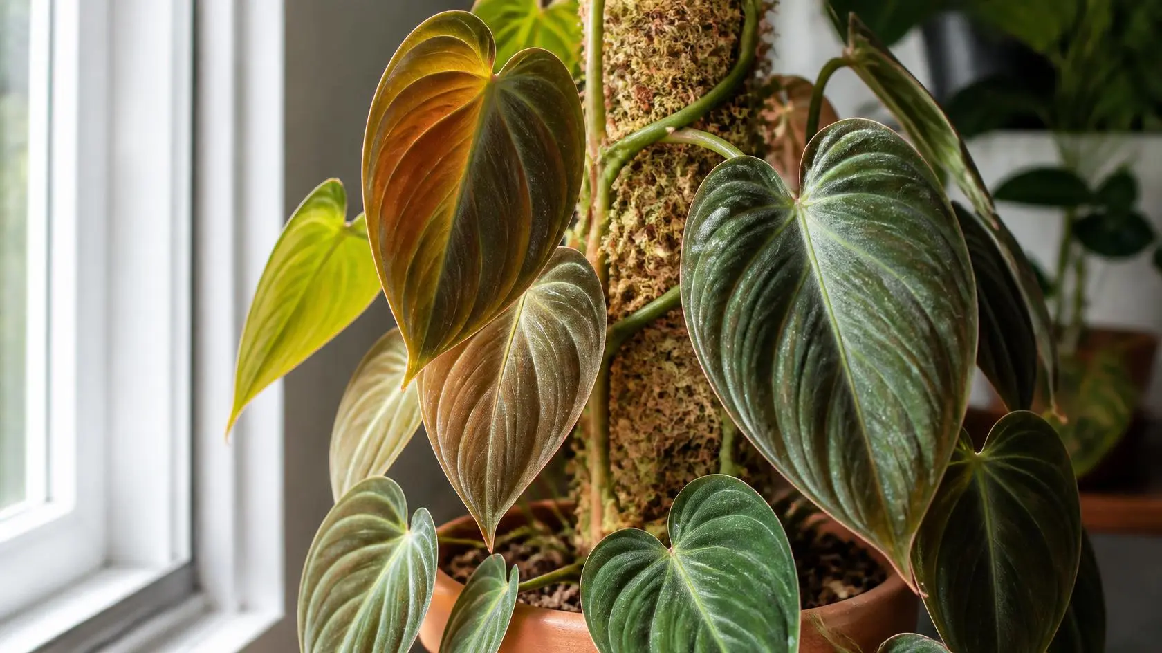 Philodendron micans care showing velvet heart-shaped leaves on a moss pole in bright indirect light