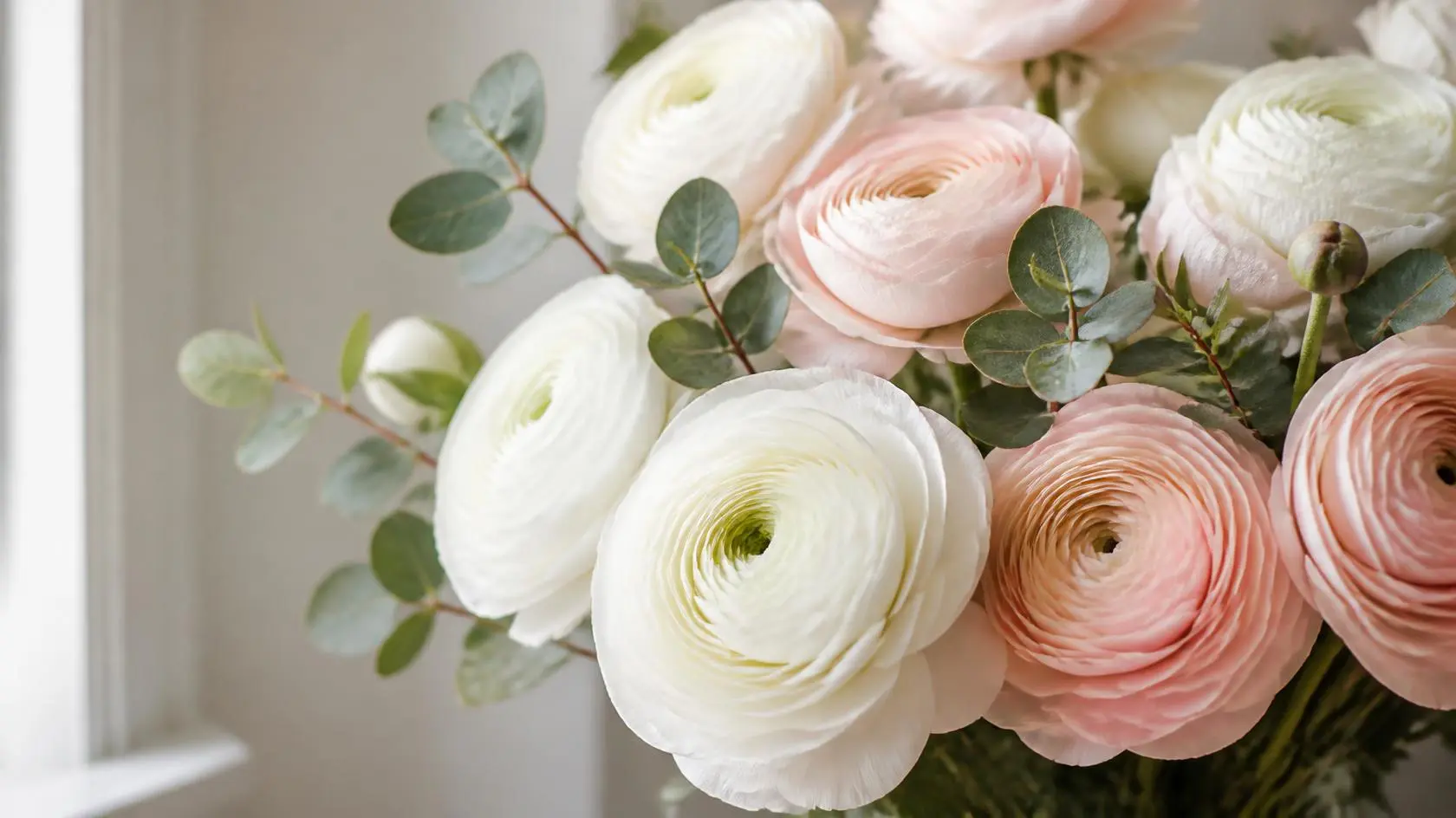 Ranunculus flower meaning and symbolism guide
