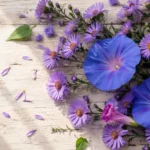 September flower meaning guide showing purple aster blooms and blue morning glory flowers in a soft natural arrangement
