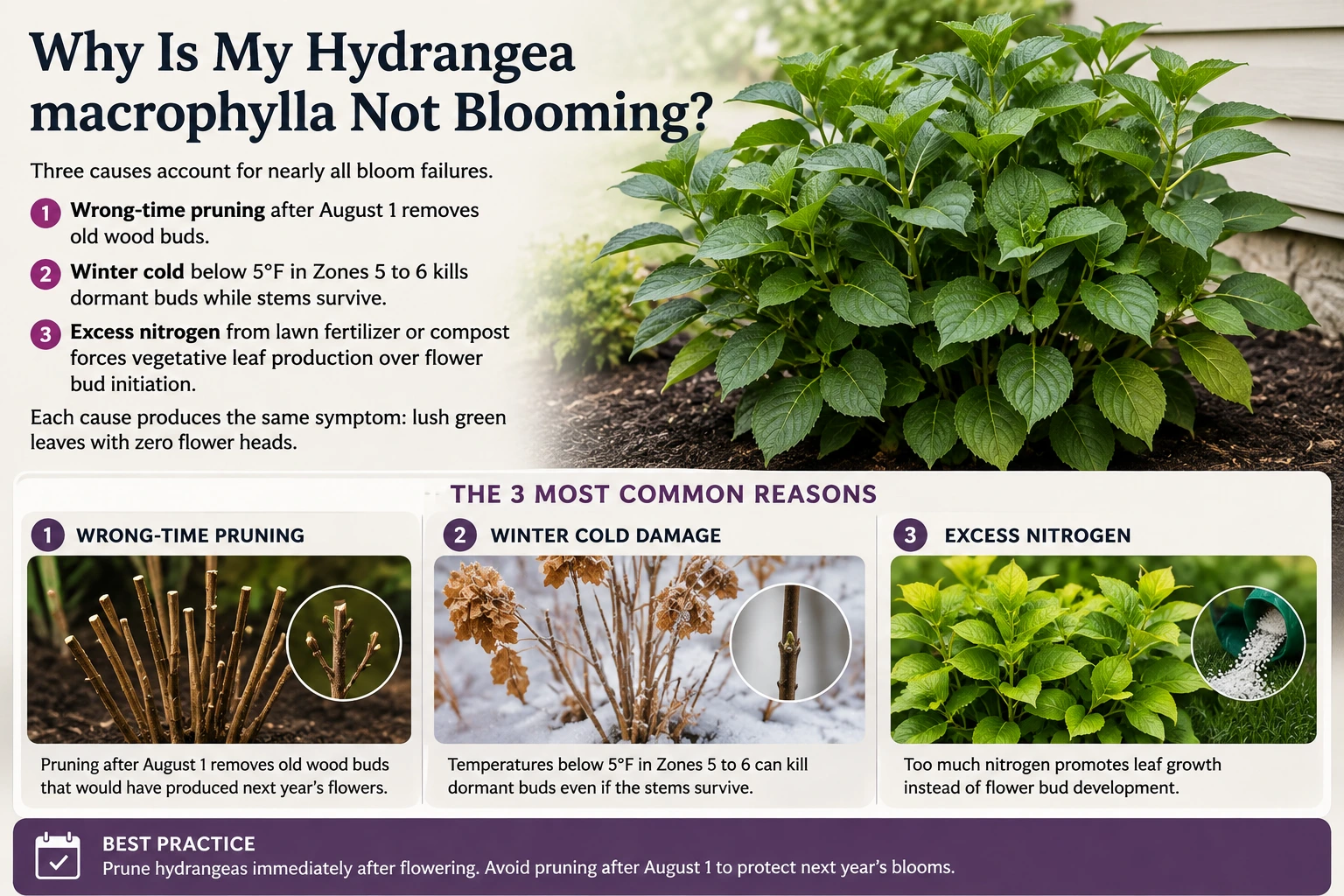 Hydrangea macrophylla with lush green leaves but no flowers, illustrating late pruning, winter cold damage, and excess nitrogen as common causes of poor blooming