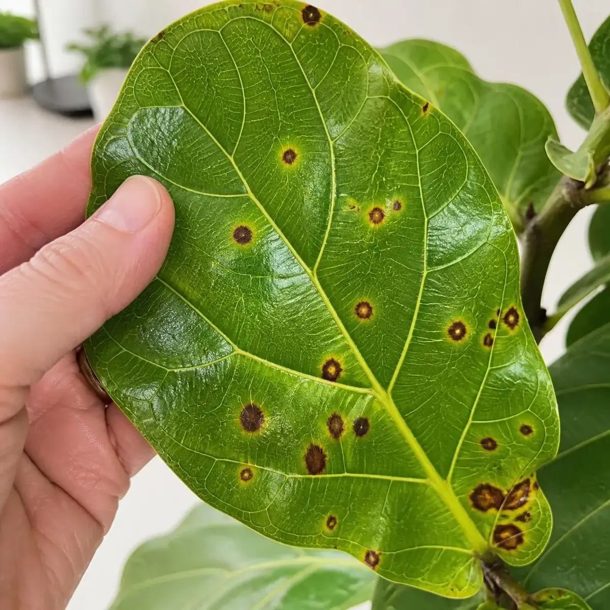 Fiddle leaf fig brown spots shown close-up on a leaf, demonstrating the visual differences between root rot, bacterial leaf spot, and edema.