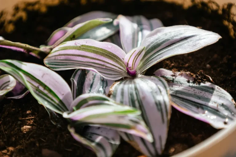 Tradescantia Nanouk care guide: pink, purple, and green striped trailing houseplant in a bright windowsill pot