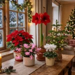 Poinsettia, Christmas cactus, amaryllis, white cyclamen and a small Norfolk Island pine on a table by a snowy window
