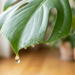 Guttation: clear water droplets hanging from the tip and edges of a large green monstera leaf