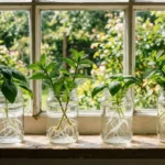 Basil and mint cuttings rooting in glass jars of water on a sunny kitchen windowsill