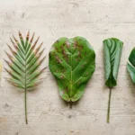 Five houseplant leaves on a table: a yellow leaf, brown-tipped fronds, a spotted leaf, a curled leaf and a healthy green leaf