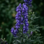 Tall spike of deep blue-purple monkshood flowers with helmet-shaped hoods against a dark green garden background