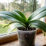 Moth orchid with healthy green leaves and a new flower spike emerging from the base, on a bright windowsill