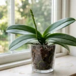 Moth orchid with healthy green leaves and a new flower spike emerging from the base, on a bright windowsill