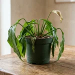 Peace lily in a nursery pot with all its leaves drooping on a wooden table